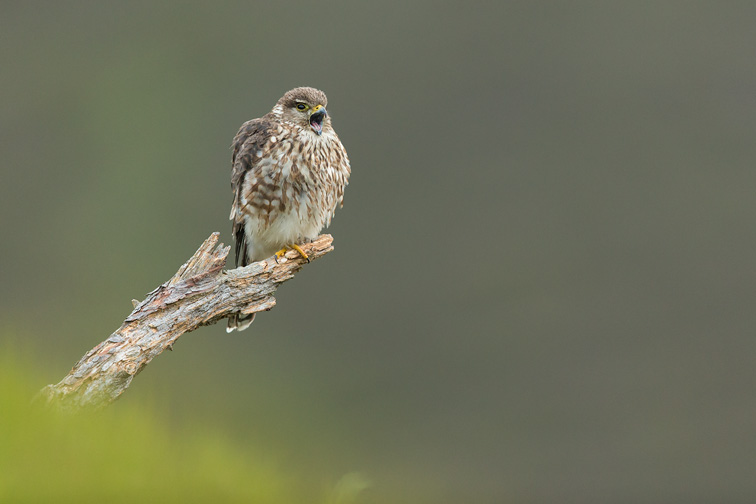Merlin (Falco columbarius) adult female perched, calling to male